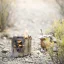 Bushcraft Bushbox LF grill and cooker