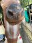 Stag with Insert and horns, 3D target for bows and crossbows