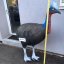 CASSOWARY WITH INSERT Eleven E66, 3D crossbow and bow target