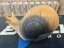 Hlemýžd - Snail, 3D target for bows and crossbows