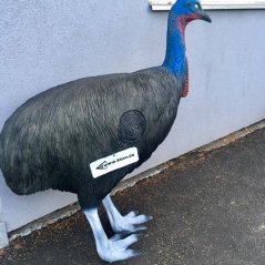 CASSOWARY WITH INSERT Eleven E66, 3D crossbow and bow target