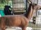 Stag with Insert and horns